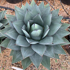 Agave ovatifolia victoriae for sale  Tucson
