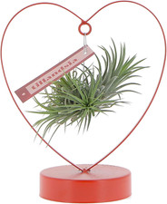 Tillandsia con struttura usato  Roma
