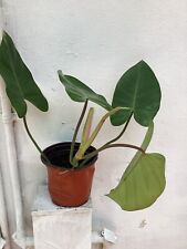 Philodendron erubescens beauti for sale  Hollywood