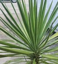 Large yucca plant for sale  Rocky Point