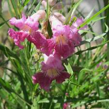Graines saule desertg651 d'occasion  Sanary-sur-Mer