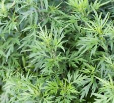 250 mugwort seeds for sale  BASILDON