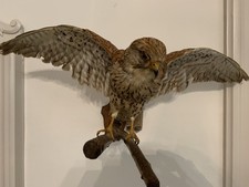 Taxidermie d'occasion  Pouzauges