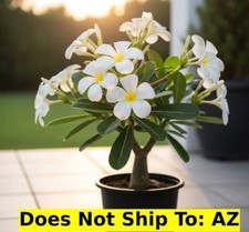 plumeria trees pots for sale  Miami