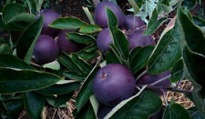 Apple malus domestica usato  Trappeto