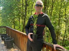 Piltz giant sequoia for sale  Portland
