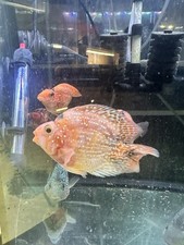 Crystal parrotfish cichlid d'occasion  Expédié en Belgium