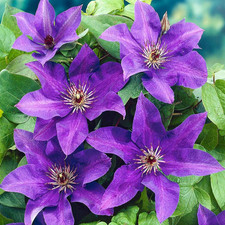 Clematis president hardy for sale  UK