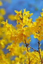 Forsythia shrub for sale  LEWES