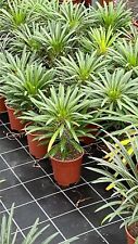 Pachypodium lamerei pianta usato  Maddaloni