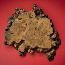 Japanese natural burl for sale  Cleveland