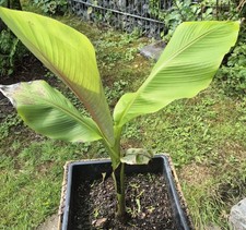 bananen pflanze gebraucht kaufen  Enger