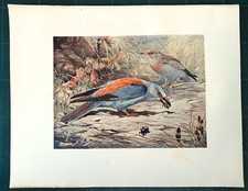 Stampa antica uccelli usato  Lecco