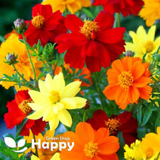 Flower dwarf cosmos for sale  DONCASTER
