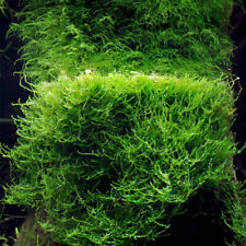 Java moss cc for sale  GLASGOW