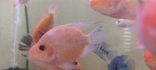 Midas cichlid king for sale  Buena Park