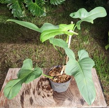 Philodendron bipennifolium vio for sale  Hollywood