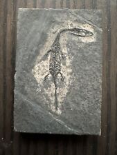 Reptile fossile keichousaurus d'occasion  Dijon