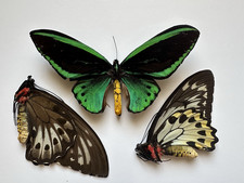 Ornithoptera for sale  Delray Beach