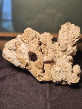 Natural white coral for sale Natural white coral for sale  Kelseyville