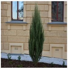 Juniperus scopulorum blue for sale  NEWTOWNARDS