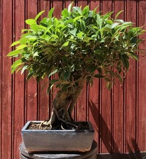 Bonsaï ficus retusa d'occasion  Cuges-les-Pins