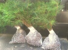 Christmas tree starter for sale  Blairsville