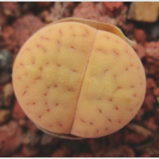 Lithops seeds vallis for sale  NEWRY