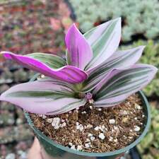 Tradescantia nanouk pink for sale  Morgan Hill