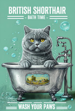 British shorthair bath for sale  DUNSTABLE