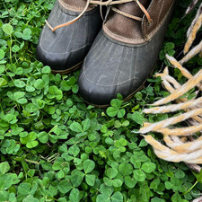 Micro clover seed for sale  Denver