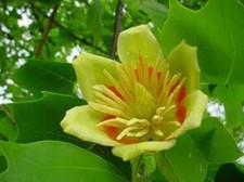 Tulip tree seeds.. for sale  CAMBORNE