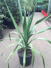 Dracaena draco seeds for sale  Litchfield