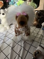 Chinese crested dog for sale  Boca Raton
