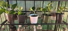 jade vine for sale jade vine for sale Amarillo