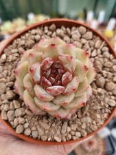 Echeveria rock molasses for sale  LONDON