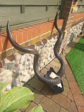 Taxidermy horns skull for sale  BILLINGHAM