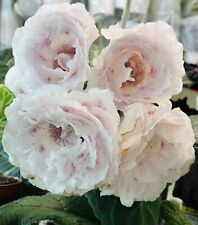 Gloxinia morning star. for sale  Summerville