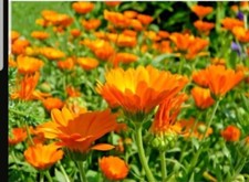 Ringelblume ableger calendula gebraucht kaufen  Bietigheim-Bissingen