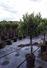 Albero olivo ulivo usato  Mascali