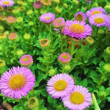 900 seeds erigeron for sale  LOWESTOFT