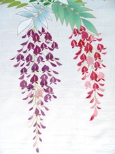 Ayane wisterias washed for sale  HATFIELD