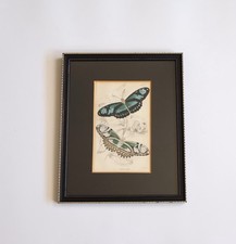 Vintage framed butterflies for sale  WOLVERHAMPTON