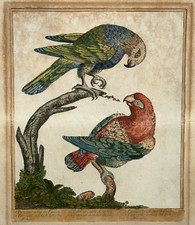 Perroquet tete faucon d'occasion  Pluvigner