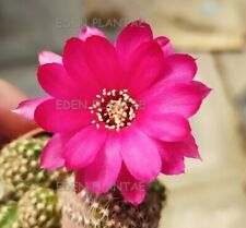 Chamaecereus hybrid viola usato  Cupra Marittima