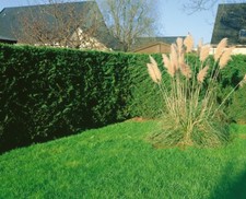 X10 leylandii green for sale  NELSON