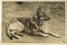 Antique photo vintage d'occasion  Expédié en Belgium