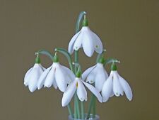 Galanthus nivalis angelique for sale  UK