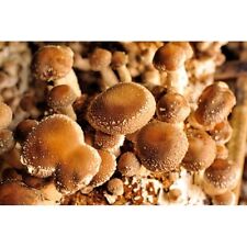 Riginal shiitake block gebraucht kaufen  Frankfurt (Oder)
