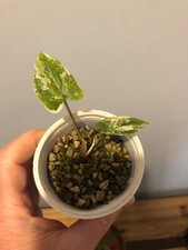 Syngonium podophyllum albo gebraucht kaufen  Kiel